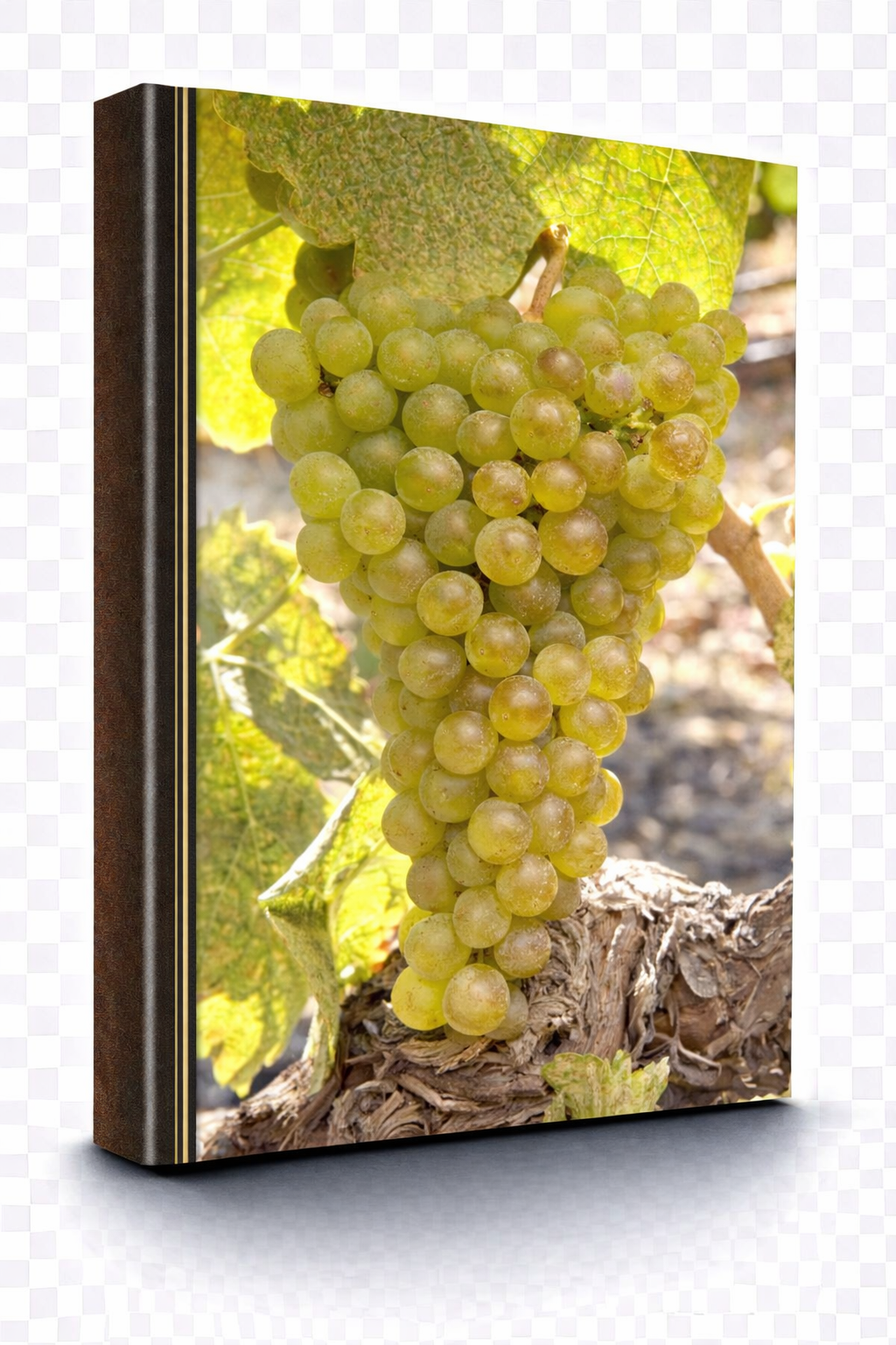Marsanne