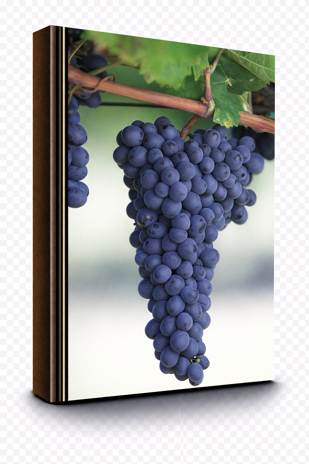 Zinfandel