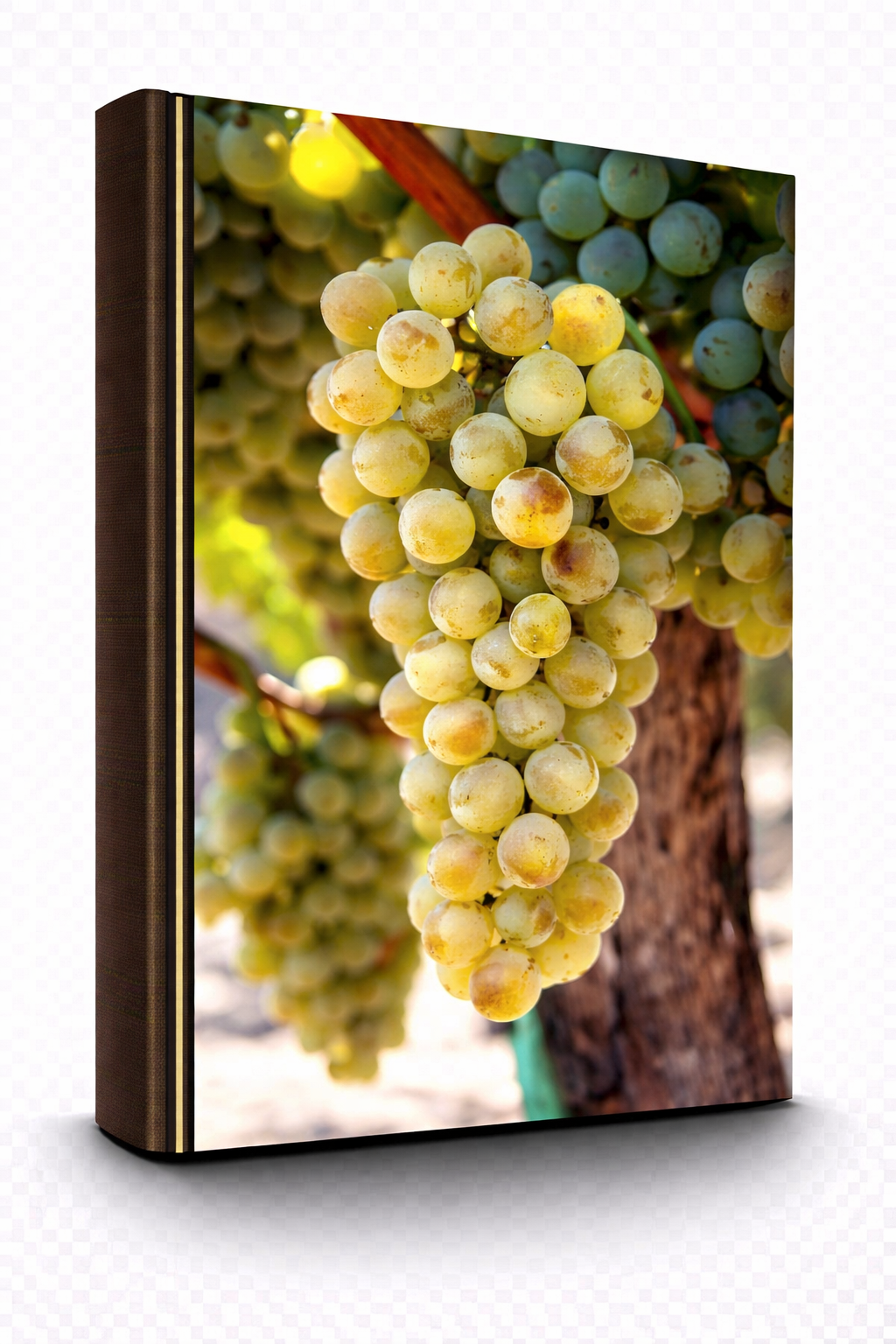 Semillon