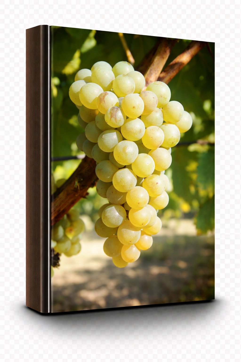 Sauvignon Blanc