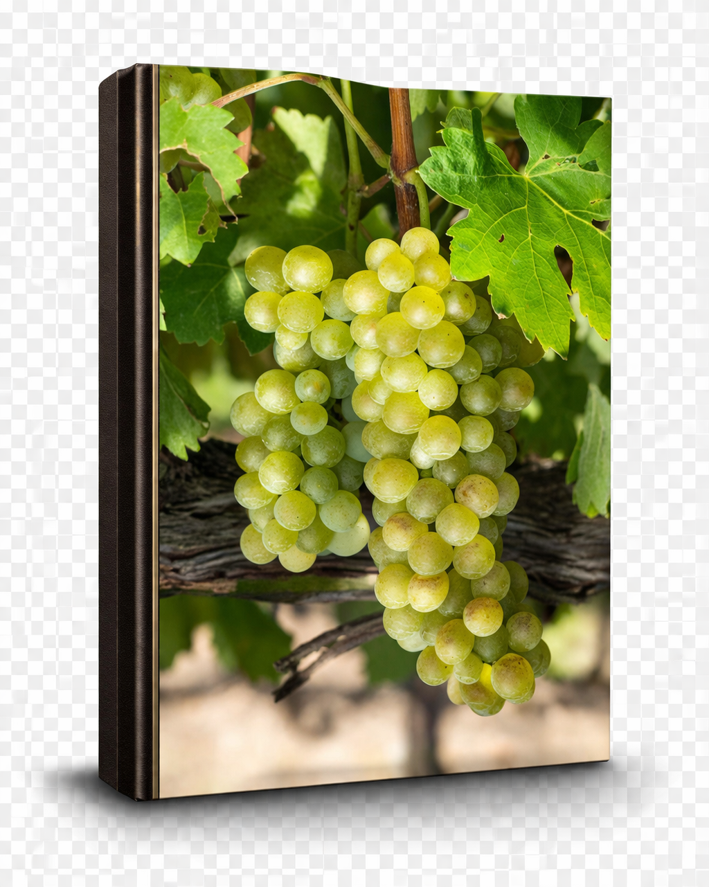Viognier