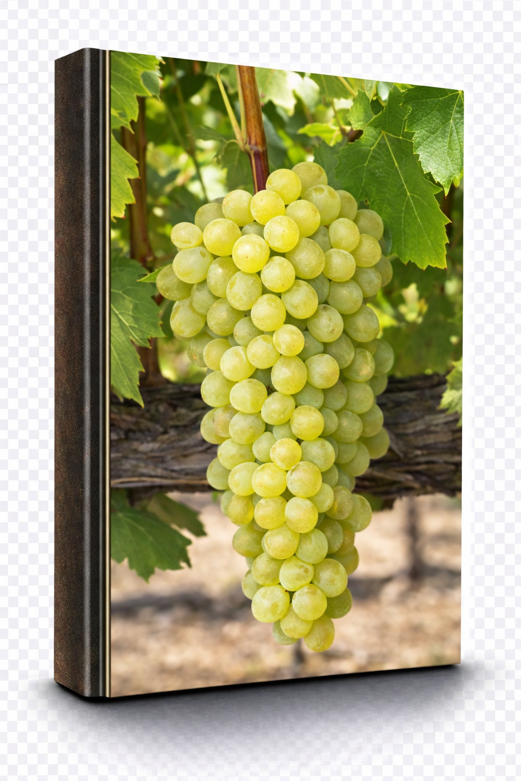 Verdejo