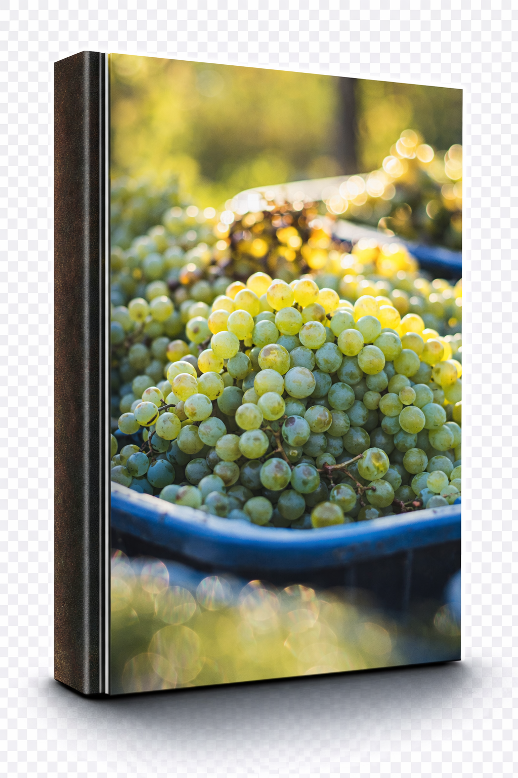 Riesling