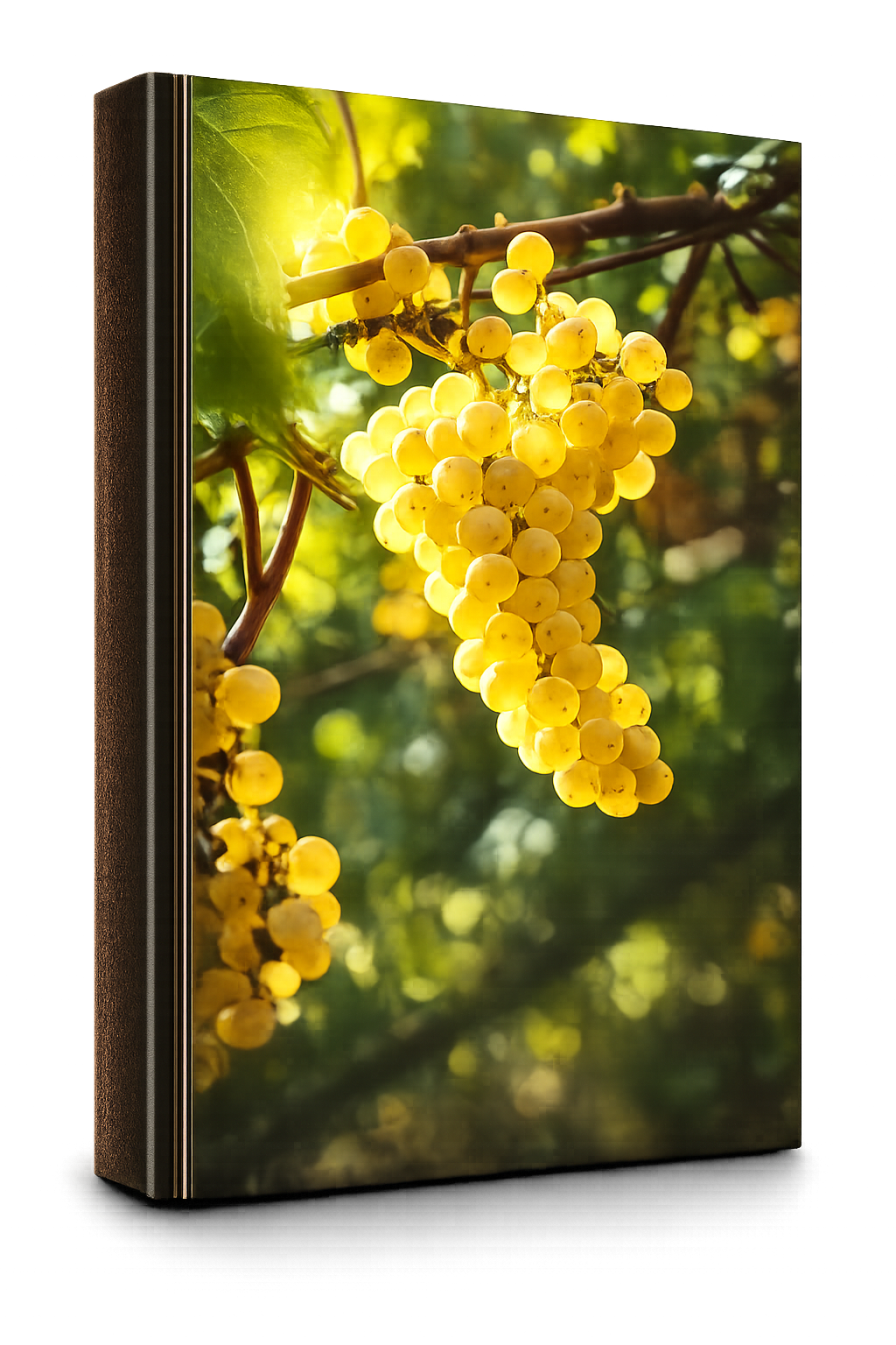 Chardonnay