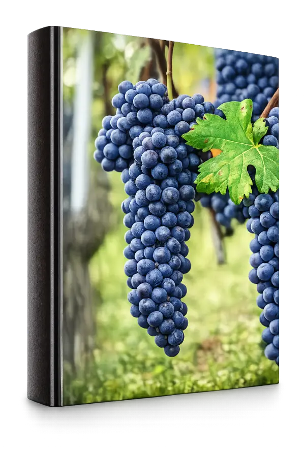 Nebbiolo