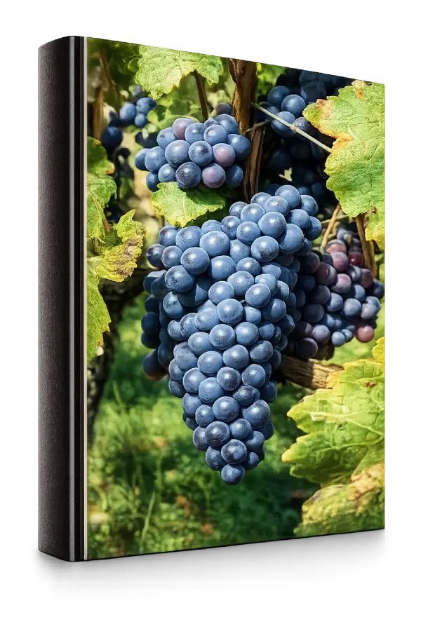 Sangiovese