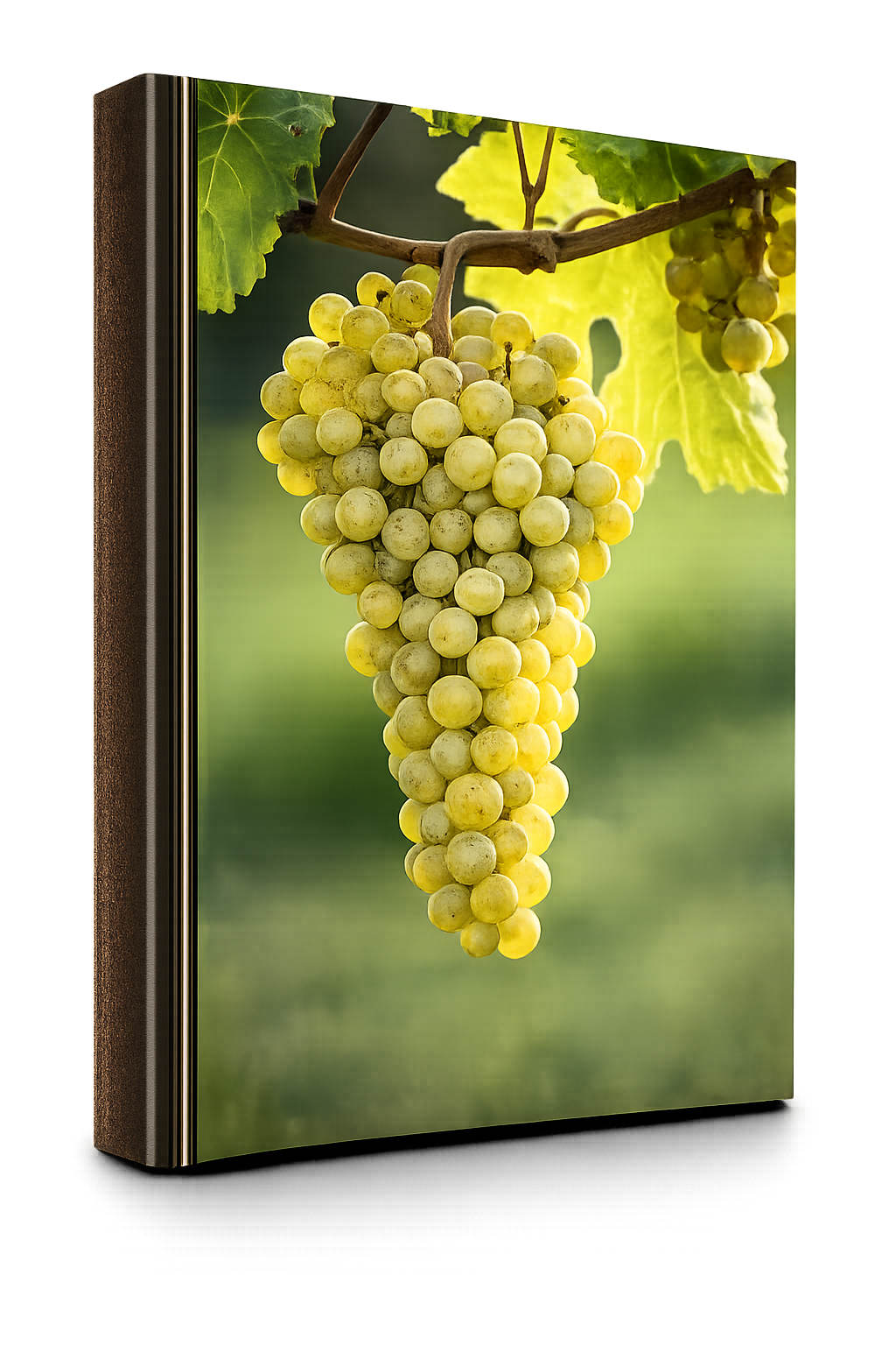 Grüner Veltliner