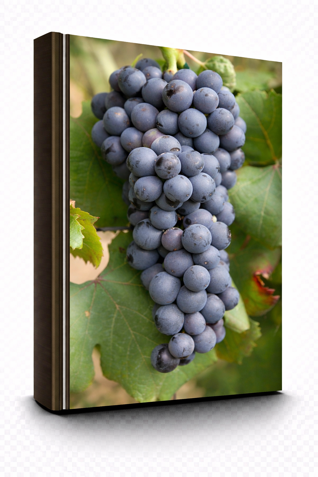 Dolcetto