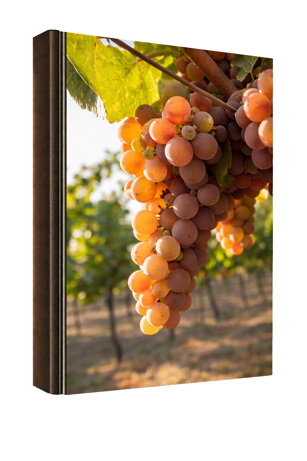 Gewürztraminer