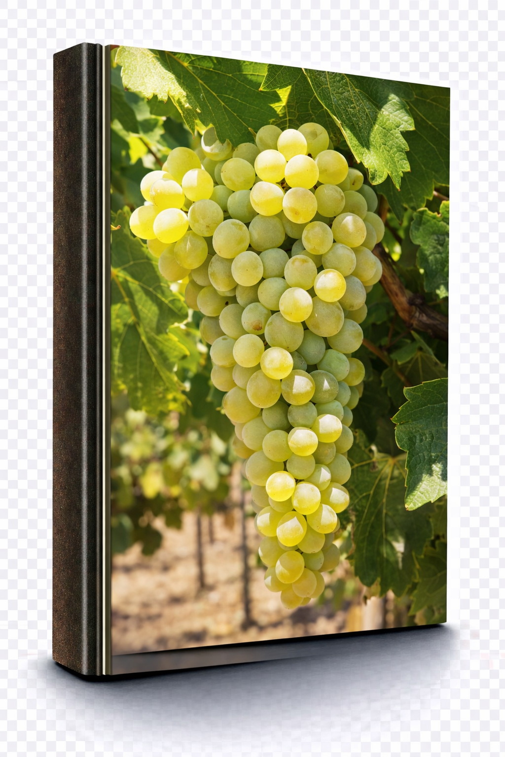 Godello