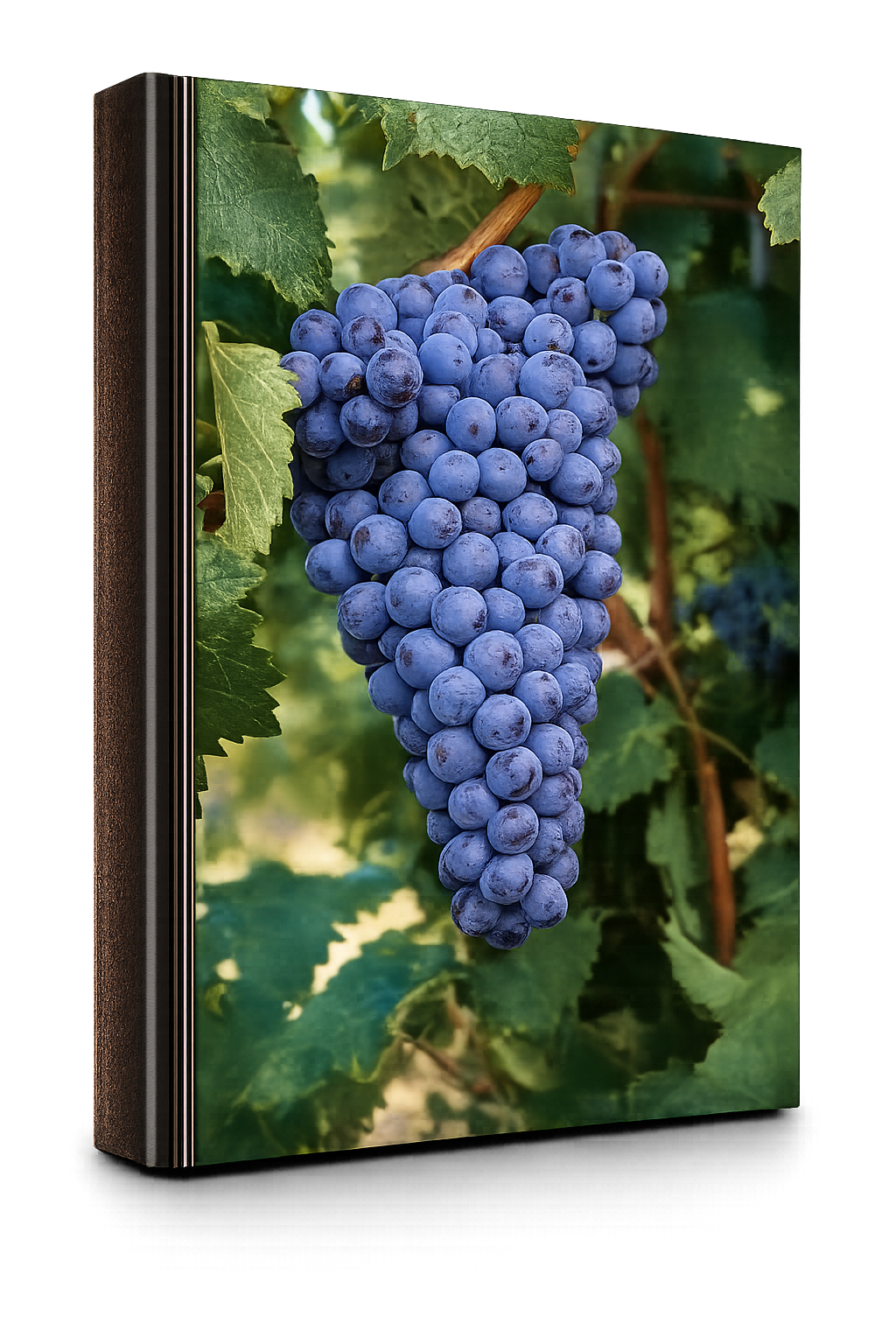 Graciano