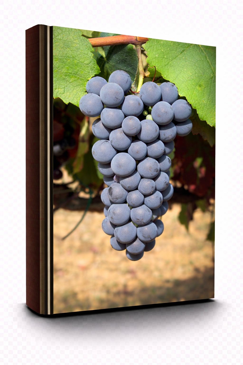 Caiño Tinto
